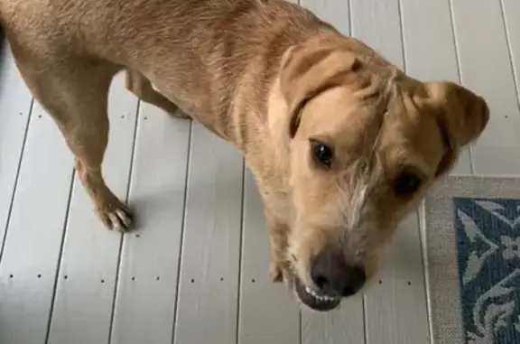 Friendly Blond Hound Found on Fords Rd