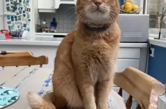 Animaux perdus , photo: Chat perdu à Cherbourg : Newton disparu