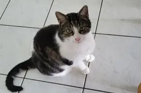 Chat cherche foyer sans autres animaux - photo
