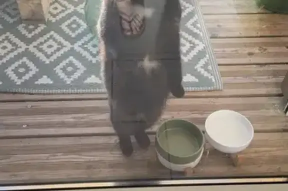 Chat perdu, Gradignan, photo: Chatte noire perdue le 4/10 à Gradignan