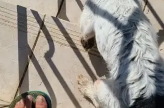 Animaux trouvés , photo: Chienne croisée trouvée à Sombrun