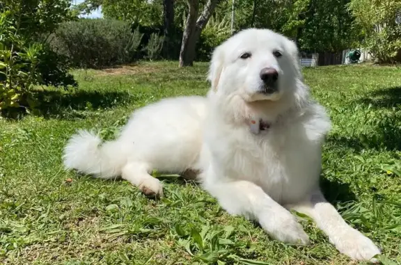 Chien perdu , photo : Berger des Abruzzes perdu à Aix-en-Provence