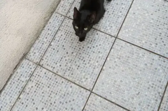 Chatte trouvée, 1 an, Saint-Brieuc - photo