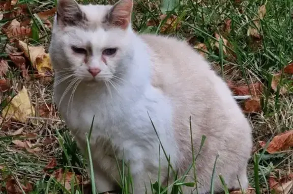 Chat trouvé à Mulhouse, rue de la Passerelle - photo