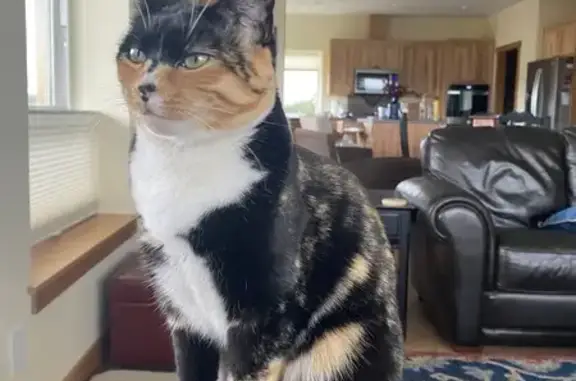 Missing Calico Cat in Wytheville Area