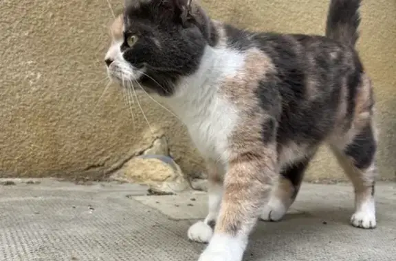 Chat perdu, , photo: Chatte perdue à Anan, très sociable