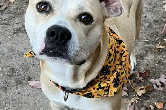 Lost: Skittish Pittie Mix on Cove Ridge