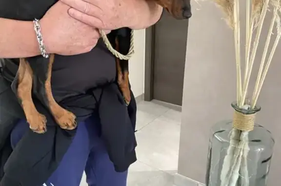 Chiot mâle trouvé écluse Golbey affamé - photo