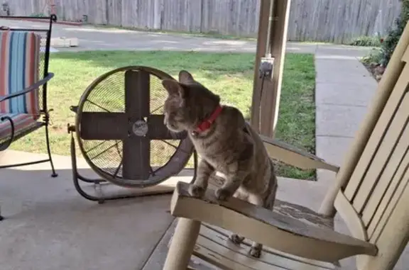 Found: Young Grey Tabby Cat in Owensboro