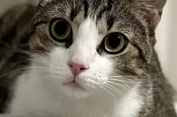 Chat européen 2 ans disparu à Villelongue - photo
