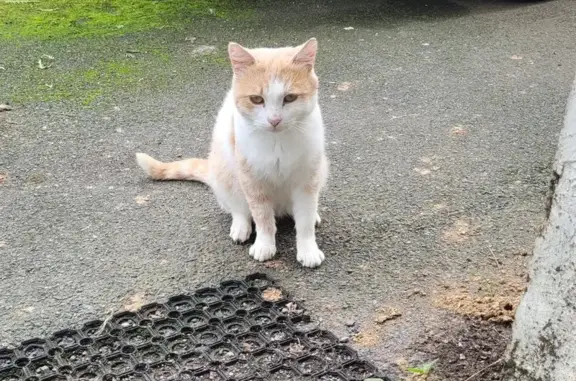 Chat trouvé Pouzauges, photo: Chat roux et blanc trouvé à Pouzauges