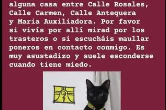 ¡Perdido! Gato negro con mancha blanca en Écija