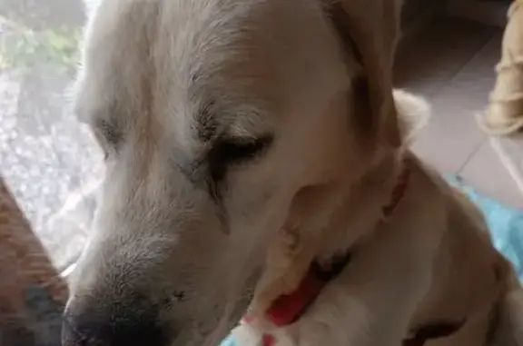Chien trouvé Bavay, photo: Labrador crème mâle trouvé à Bavay