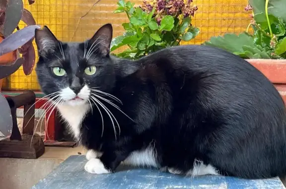 ¡Gato Negro Perdido en Calle del Cactus!