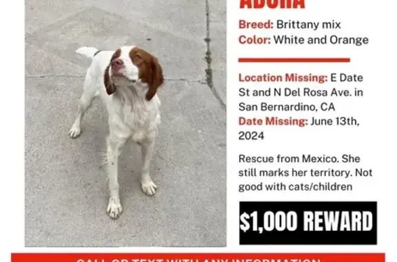 Missing Brittany Mix: San Bernardino