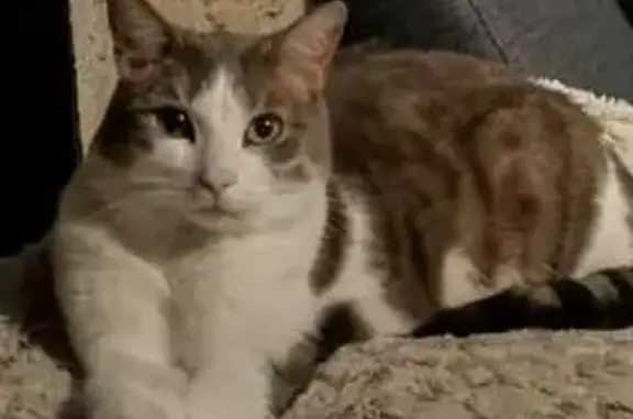 Chat perdu, Nangis, photo: Chat gris-blanc disparu à Nangis : Inti