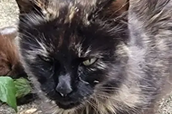 Chat trouvé mal en point à Achères - photo