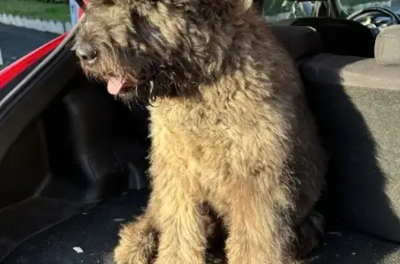 Chien gris frisé trouvé près de Chezeau - photo