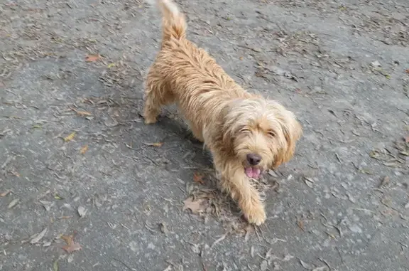 Chien trouvé Saint-Julien-de-Concelles, photo: Chien trouvé sur la levée de la Divatte