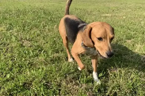 Chien perdu , photo : Beagle-Harrier perdu à Esquay-Notre-Dame