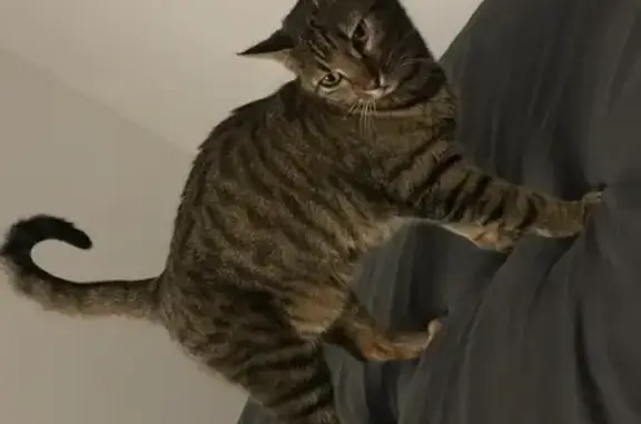 Chat mâle gris tigré perdu - Mao Bouchet - photo