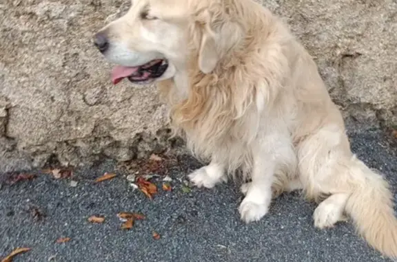 Chien trouvé Trémentines, photo: Golden retriever beige trouvé à Trémentines