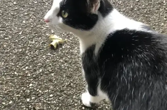 Chat noir et blanc trouvé à Schiltigheim - photo