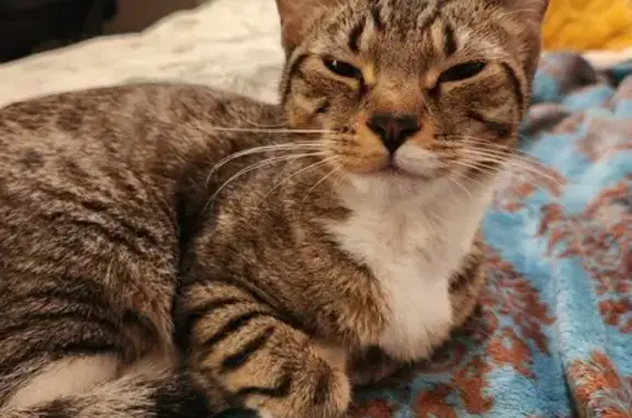 Found: Affectionate Tawny Tabby in Beaverton