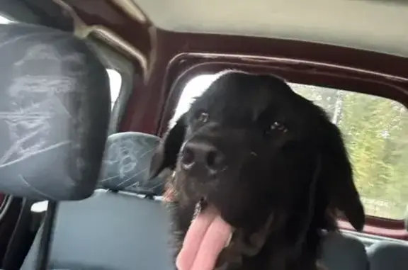 Chien trouvé , photo: Chien trouvé au bois Bourdin, déposé au chenil