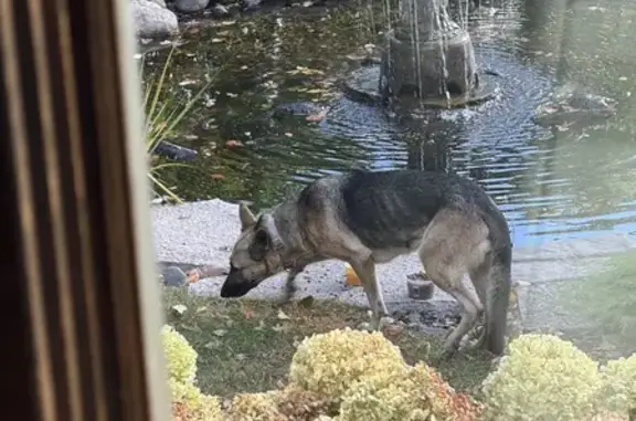 Found: Skinny German Shepherd Mix in St. Paul