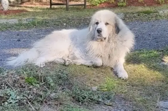 Lost Great Pyrenees on Main St, Lykens