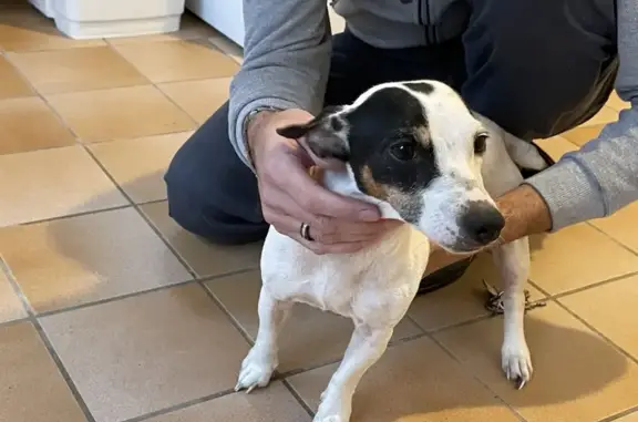 Jack Russell femelle trouvée à Essars - photo