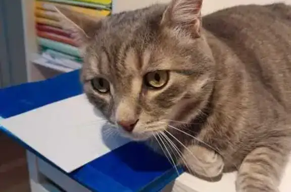 Chat perdu, Sannois, photo: Chat tigré disparu à Sannois