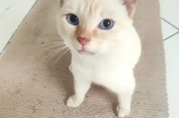 Chat mâle jeune trouvé à Béthune - photo