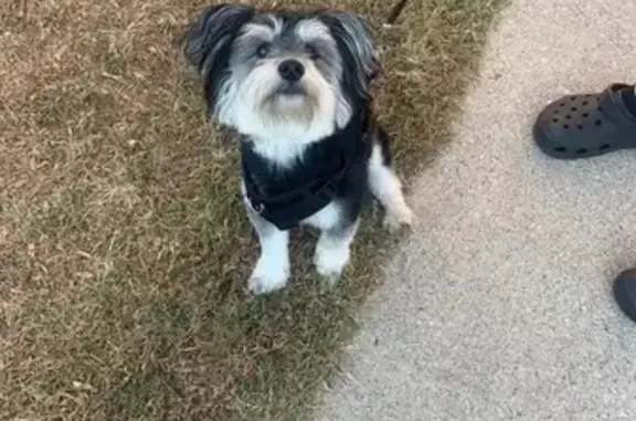 Lost Black & White Multipoo: Kobe in Chicago