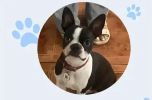 Lost Boston Terrier on SW 16th St, Pembroke Pines