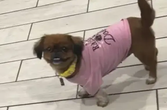 Lost Pekingese: Reddish Brown, Microchipped