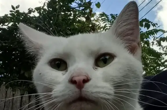 Friendly White Cat Found in Columbus