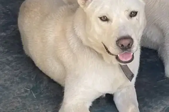Animaux perdus , photo: Chien mâle croisé husky perdu à Polaincourt
