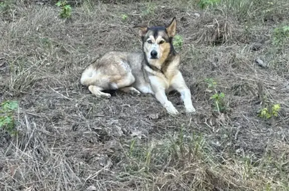 Shy Husky Mix Found Near Crabtree Trail