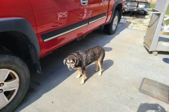 Found: Friendly Beagle Mix on Chatterton