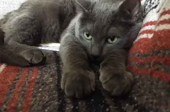 Help Find Clancy: Missing Gray Cat in Riverwest