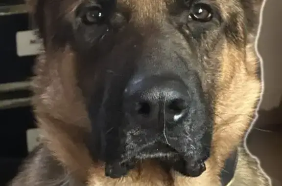 Help Find Jake: Missing German Shepherd