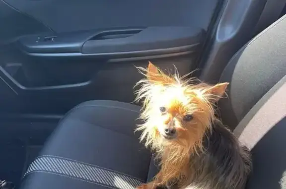 Lost: Skittish Blind Yorkie, Fincherville