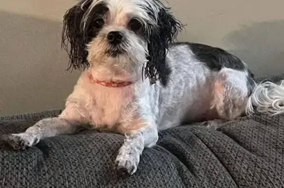 Lost Shih-Poo: Misty Missing in Obetz!