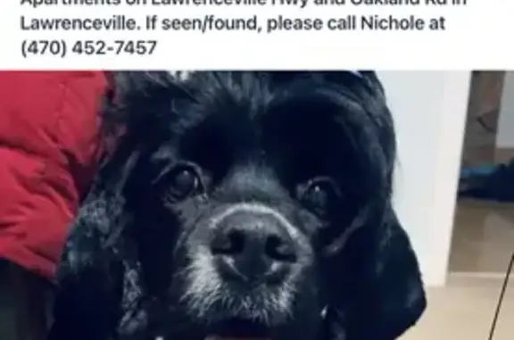 Help Find Our Missing Black Cocker Spaniel!