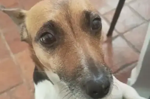Animaux trouvés , photo: Jack Russel tricolore perdu à Civray-de-Touraine