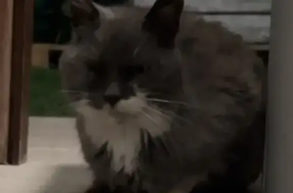 Chat blessé et craintif à Veigy-Foncenex - photo