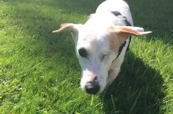 Chien perdu Pau, photo : Jack Russel aveugle perdu à Pau