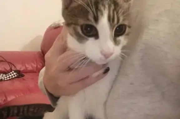 Animaux trouvés Déville-lès-Rouen, photo: Chatte stérilisée trouvée à Déville-lès-Rouen